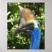 Poster Cassowary Portrait (Devant)