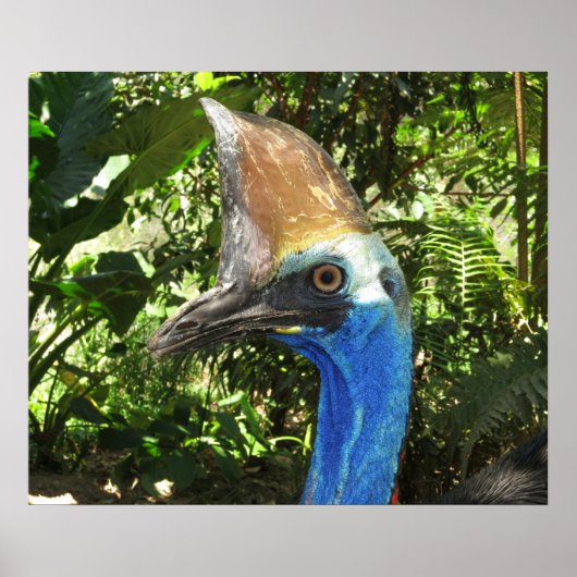 Poster Cassowary Portrait (Devant)