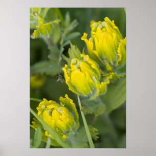 Poster Castilleja en ornithologie