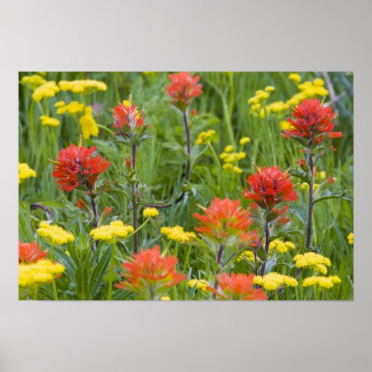 Poster Castilleja et biscuitroot fleurs sauvages (Devant)