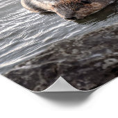 Poster Castor à Dauphin Island, Alabama (Coin)