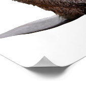 Poster Castor nord-américain isolé (Coin)