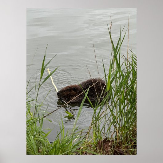 Poster Castor occupé (Devant)