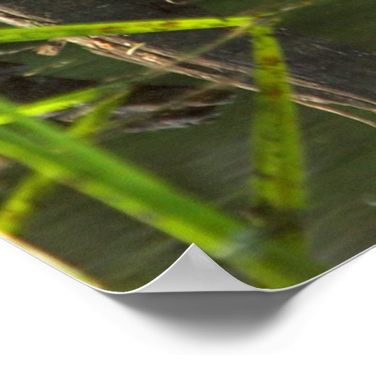 Poster Castor souriant (Coin)