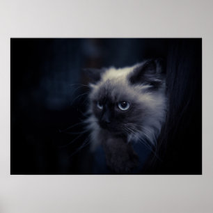 Poster Cat