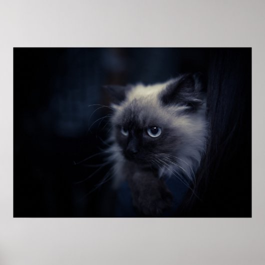 Poster Cat (Devant)