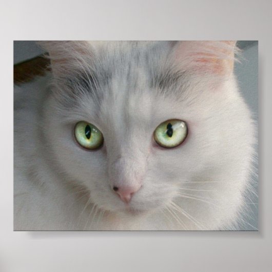 Poster Cat (Devant)