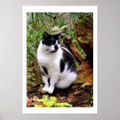 POSTER CAT (Devant)