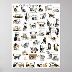 Poster Cat Body