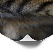 Poster Cat du Bengale (Coin)