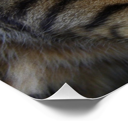 Poster Cat du Bengale (Coin)