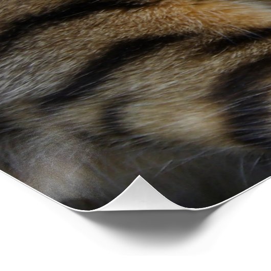 Poster Cat du Bengale (Coin)
