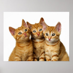 Poster Cat Kittens, trois mignons gingembre Photo de la t