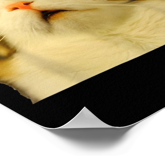 Poster Cat Meme Shock Cat Face Funny Meme Cat Silly Gift  (Coin)