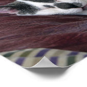 Poster Cat Napping (Coin)