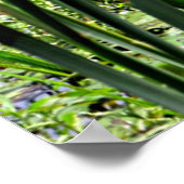 Poster Cat O Neuf Queues et Lilles d'eau blanche Imprimer (Coin)