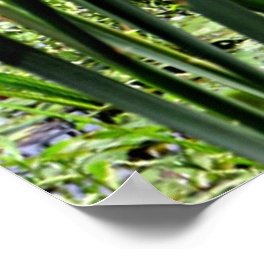 Poster Cat O Neuf Queues et Lilles d'eau blanche Imprimer (Coin)