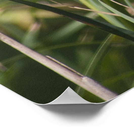 Poster Cat o'neuf queues (Coin)