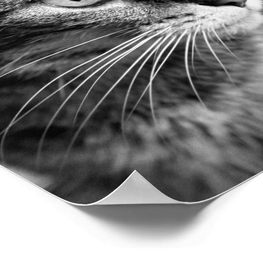 Poster Cat portrait - the thinker (Coin)