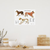 Poster Cat Skeletal Muscle vétérinaire Anatomie graphique (Cuisine)