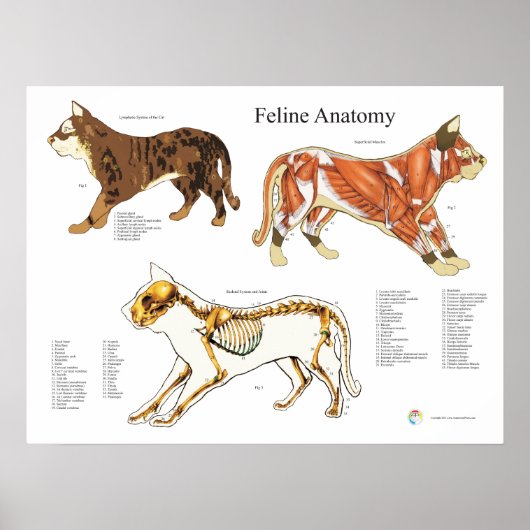 Poster Cat Skeletal Muscle vétérinaire Anatomie graphique (Devant)