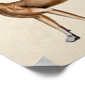 Poster Cat Skeletal Muscular Anatomy (Coin)