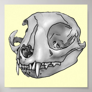 Poster Cat skull