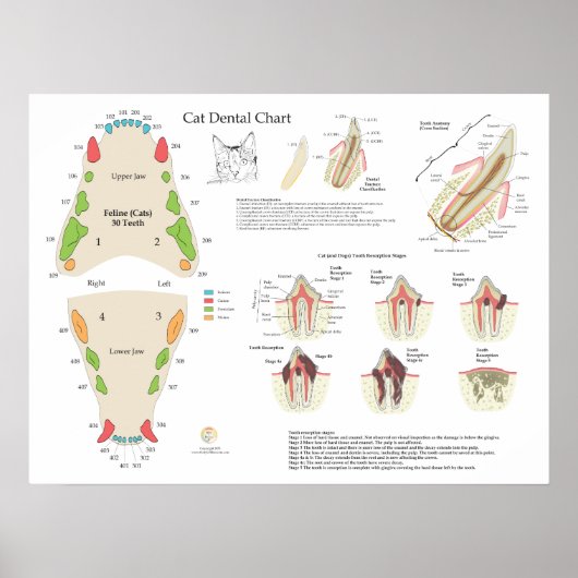Poster Cat Veterinary Dental Tooth Chart (Devant)