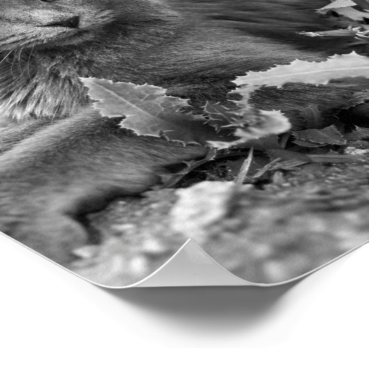 Poster cat wall art (Coin)