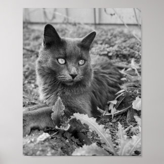 Poster cat wall art