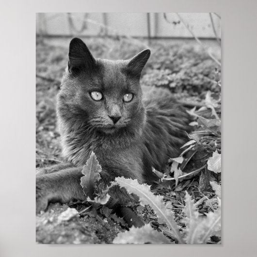Poster cat wall art (Devant)