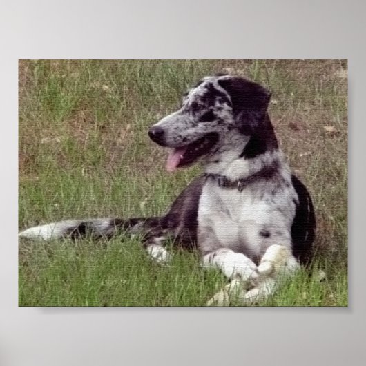 Poster Catahoula Leopard Dog (Devant)