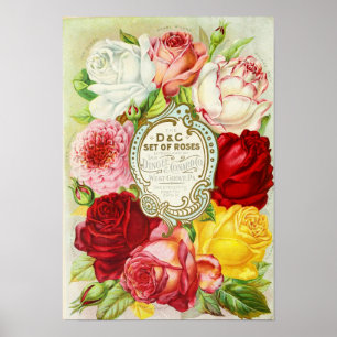 Poster Catalogue de semences de la société Roses Dingee e