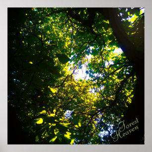 Poster Catalpa du Ciel de Forêt ambiant
