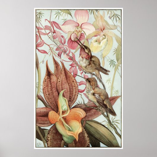 Poster Catasetum et Cypridediums 1912 (Devant)