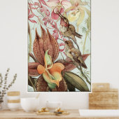 Poster Catasetum et Cypridediums 1912 (Cuisine)