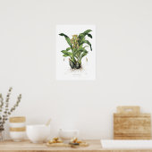 Poster Catasetum maculatum par Miss Drake. (Cuisine)