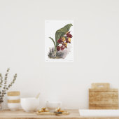 Poster Catasetum splendens (Cuisine)