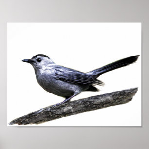 Poster Catbird
