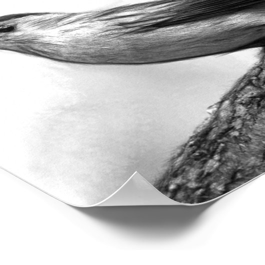 Poster Catbird (Coin)