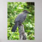 Poster Catbird (Devant)