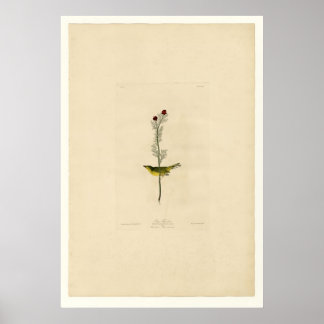 Poster Catcher de Selby