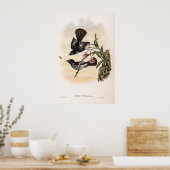 Poster Catcherie de Cockerell par John Gould (Cuisine)