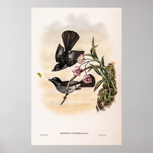 Poster Catcherie de Cockerell par John Gould (Devant)