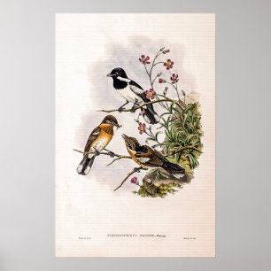 Poster Catcherie de vintage Brodie par John Gould