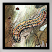 Poster Caterpillar 🐛 De L'Est 🦋 Papillon Blanc (Devant)