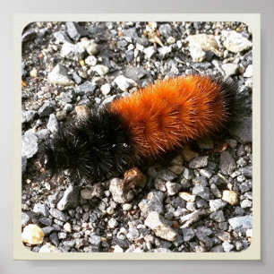 Poster Caterpillar d'ours laineux
