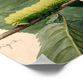 Poster Caterpillar lunaire | Abbott Handerson Thayer (Coin)