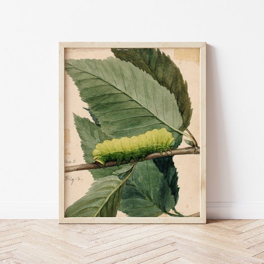 Poster Caterpillar lunaire | Abbott Handerson Thayer