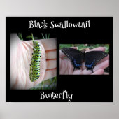 Poster Caterpillar Noir/Papillon (Devant)